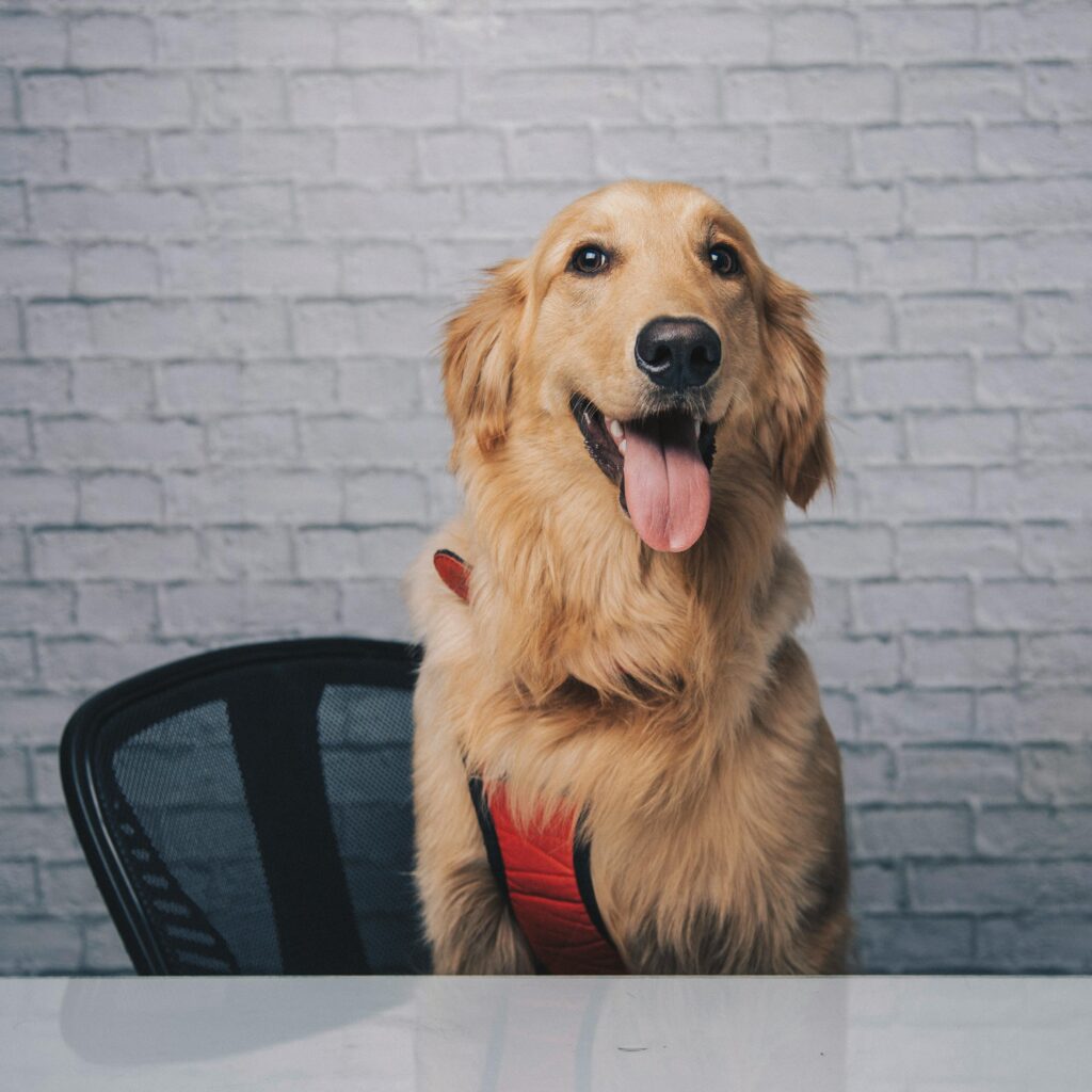 How to train your pet